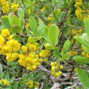 Planta medicinal Agracejo (Berberis vulgaris)