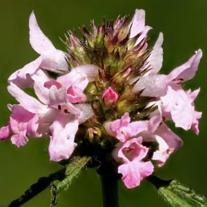 Planta medicinal Betónica (Betonica officinalis)