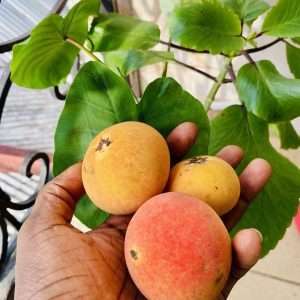 Planta medicinal Kola amarga (Garcinia kola)