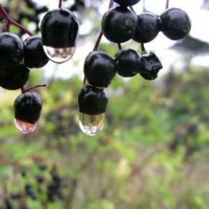 Planta medicinal Grosellero Negro (Ribes nigrum)