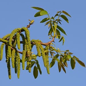 Planta medicinal Nogal (Juglans regia)