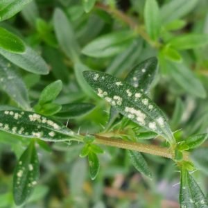 Receta de Infusión balsámica de Ajedrea y Romero para la digestión y energía