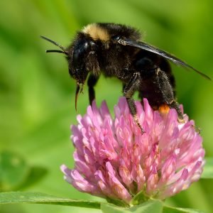 Planta medicinal Trébol Rojo (Trifolium pratense)