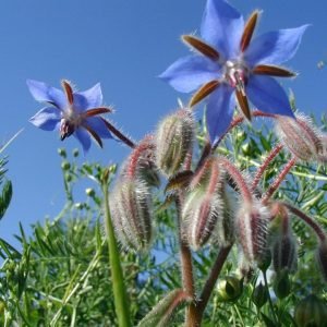 Receta de Infusión sudorífica de flores de Borraja y Sauco para el catarro
