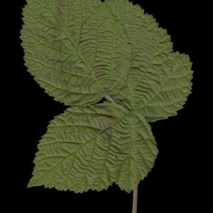 Receta de Decocción astringente de hojas de Zarzamora y Salvia para la garganta