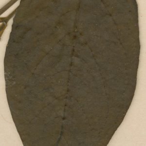 Planta medicinal Criptolepis (Cryptolepis sanguinolenta)