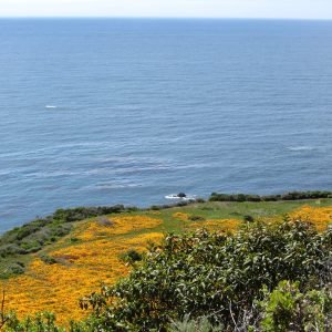 Receta de Tisana sedante de Amapola de California y Pasiflora para el sueño
