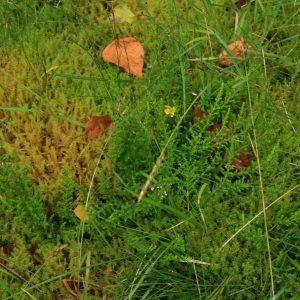 Receta de Infusión antiséptica de Brezo y Gayuba para limpiar las vías urinarias