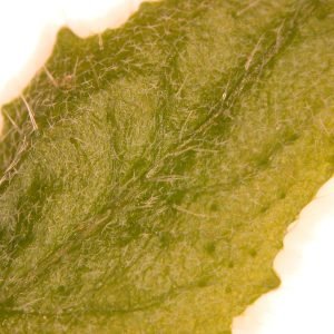 Receta de Infusión hemostática de Bolsa de Pastor y Milenrama para reglas abundantes