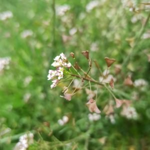 Planta medicinal Bolsa de Pastor (Capsella bursa-pastoris)