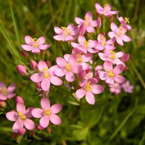 Planta medicinal Centaurea Menor (Centaurium erythraea)