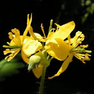 Planta medicinal Celidonia Mayor (Chelidonium majus)
