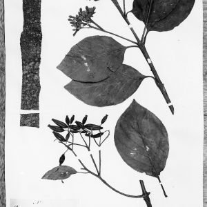 Planta medicinal Quina (Cinchona officinalis)