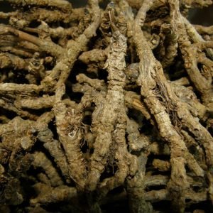 Planta medicinal Coptis china (Coptis chinensis)