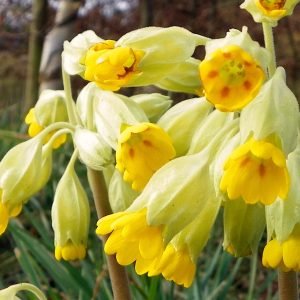 Planta medicinal Prímula (Primula veris)