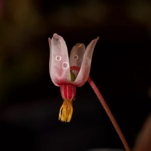 Planta medicinal Arándano Rojo (Vaccinium macrocarpon)