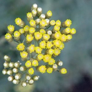 Planta medicinal Helicriso (Helichrysum italicum)
