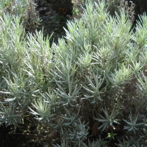 Receta de Infusión antialérgica de Helicriso y Llantén para las vías respiratorias