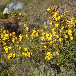 Receta de Infusión pectoral y calmante de Honeybush