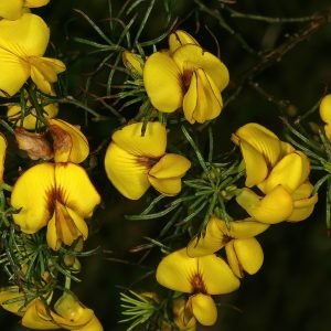 Planta medicinal Honeybush (Cyclopia intermedia) flores amarillas silvestres en fynbos
