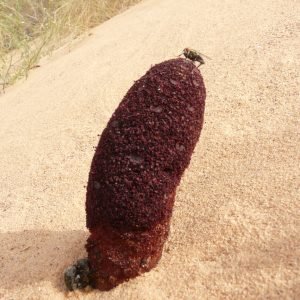 Receta de Decocción dermatológica de Calaguala y Zarzaparrilla para la psoriasis