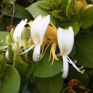 Planta medicinal Madreselva japonesa (Lonicera japonica)