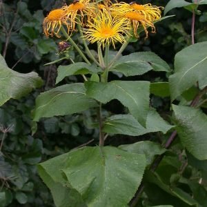 Receta de Decocción balsámica de énula campana para la tos bronquial