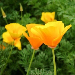 Flor de Amapola de California (Eschscholzia californica)
