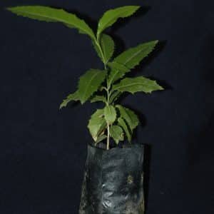 Planta medicinal Espinheira Santa (Maytenus ilicifolia)