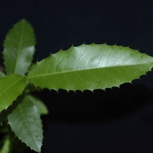 Receta de Infusión de Espinheira Santa para la Gastritis