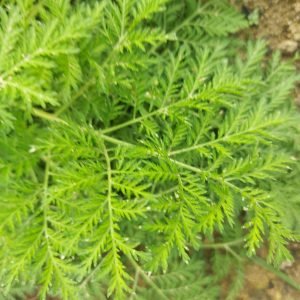 Receta de Infusión de artemisa dulce para el alivio febril y digestivo