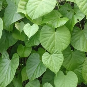 Receta de Decocción tradicional de Guduchi para las defensas
