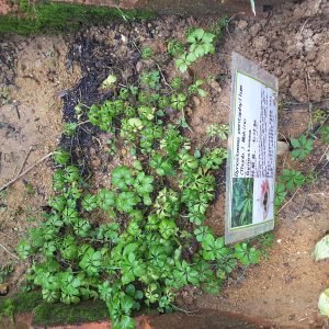 Planta medicinal Jiaogulan (Gynostemma pentaphyllum)