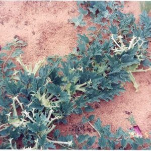 Planta medicinal Harpagofito (Harpagophytum procumbens)