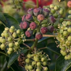 Planta medicinal Hiedra (Hedera helix)