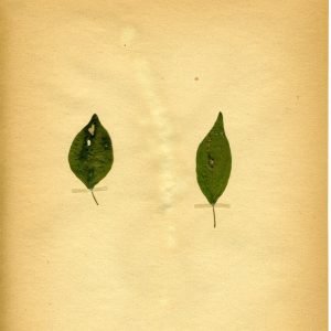 Receta de Infusión drenante de Parietaria y Arenaria para los riñones