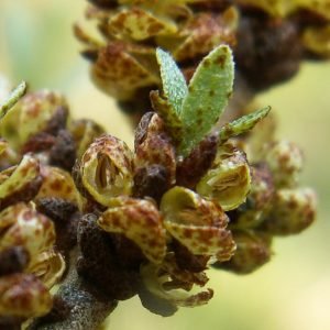 Planta medicinal Espino Amarillo (Hippophae rhamnoides)