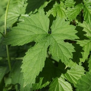 Receta de Tisana nocturna de Lúpulo y Valeriana para el insomnio rebelde
