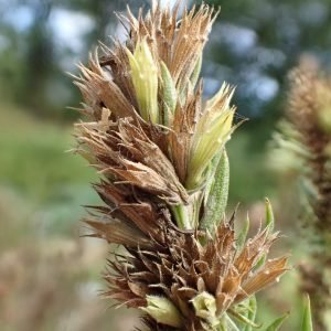 Receta de Infusión balsámica de Hisopo y Gordolobo para la tos y bronquios