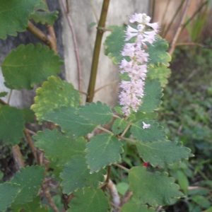 Planta medicinal Iboza (Tetradenia riparia)