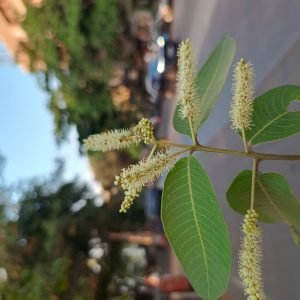 Receta de Decocción de Arjuna para la Salud Cardiovascular