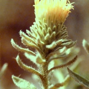 Planta medicinal Té de Roca (Jasonia glutinosa)