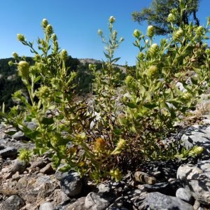 Receta de Infusión estomacal de Té de Roca con Menta para digestiones difíciles