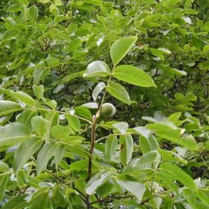 Receta de Decocción depurativa de hojas de Nogal y Manzanilla para la piel irritada