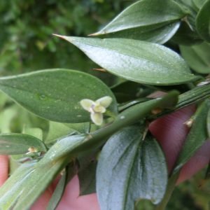 Planta medicinal Rusco (Ruscus aculeatus)