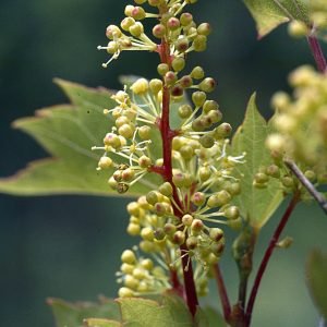 Planta medicinal Vid Roja (Vitis vinifera)