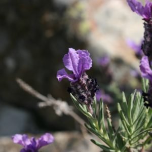 Planta medicinal Cantueso (Lavandula stoechas)