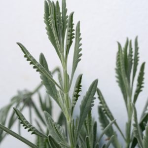 Receta de Infusión balsámica de Espliego y Manzanilla para dolores de cabeza