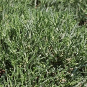 Receta de Infusión digestiva de Santolina y Anís Verde para los gases estomacales