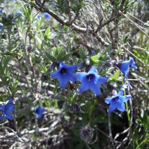 Planta medicinal Hierba de las Siete Sangrías (Lithodora fruticosa)